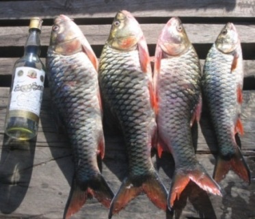 กระสูบขีด,กุ้งแม่นำ