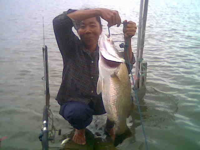 กระพงขาวที่บ่อบางวัว