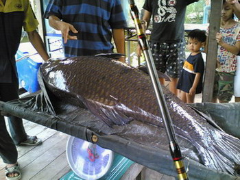 กระโห้ใหญ่แห่งเงาน้ำ