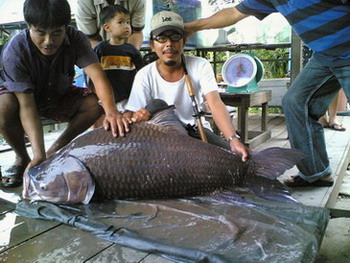 กระโห้ใหญ่แห่งเงาน้ำ