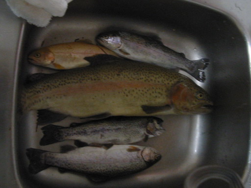 Rainbow Trout kub