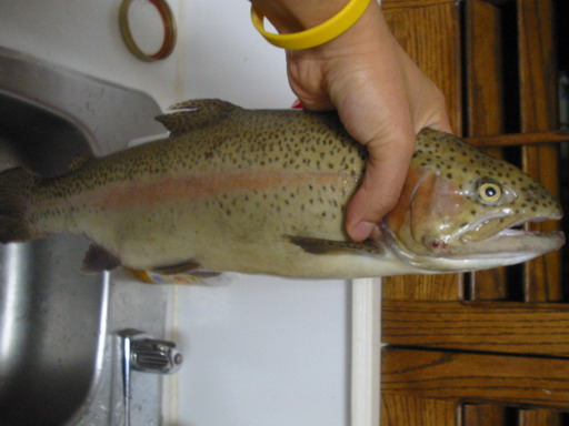 Rainbow Trout kub