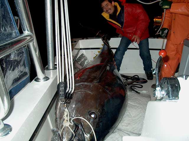 tuna more pictuer