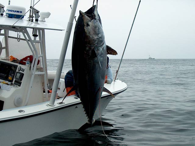 tuna more pictuer
