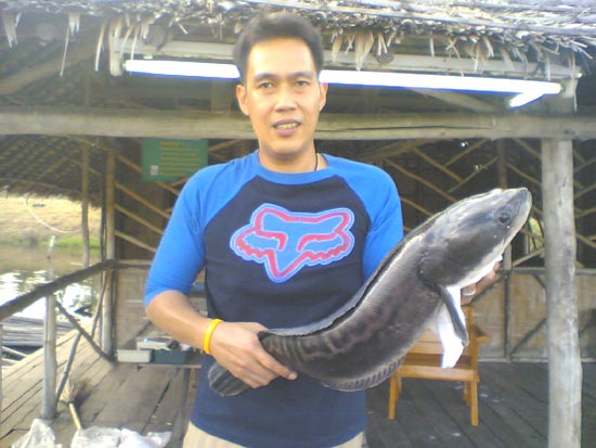 ชะโดครับ