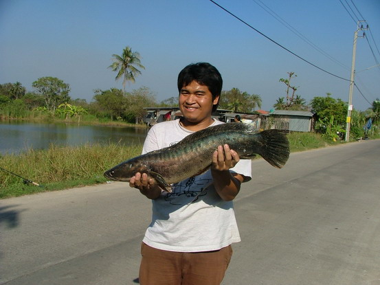เพื่อนตกปลาชะโดมาให้ 2ตัว