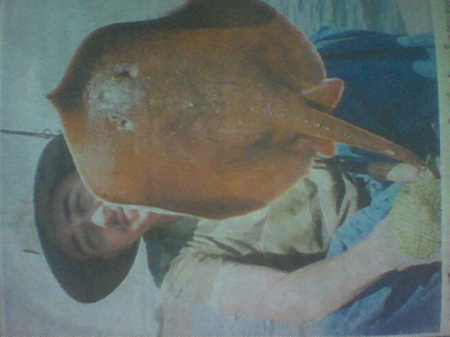 กระเบนพันธ์ใหม่ของโลก