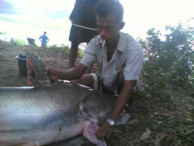 บึก บางบาล