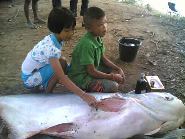 บึก บางบาล