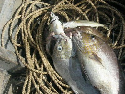 จากกระบี่