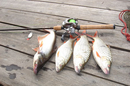 ปลาสิกและปลาต๋องครับ