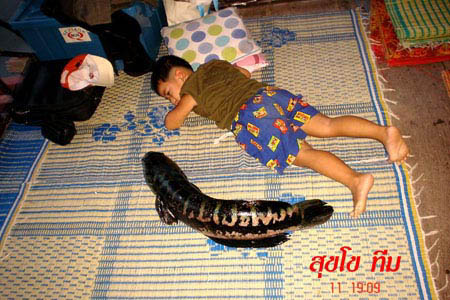ชะโด + เด็ก  จริง ๆ ที่  "น้ำเอ่อ"
