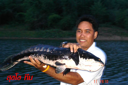 ชะโด + เด็ก  จริง ๆ ที่  "น้ำเอ่อ"