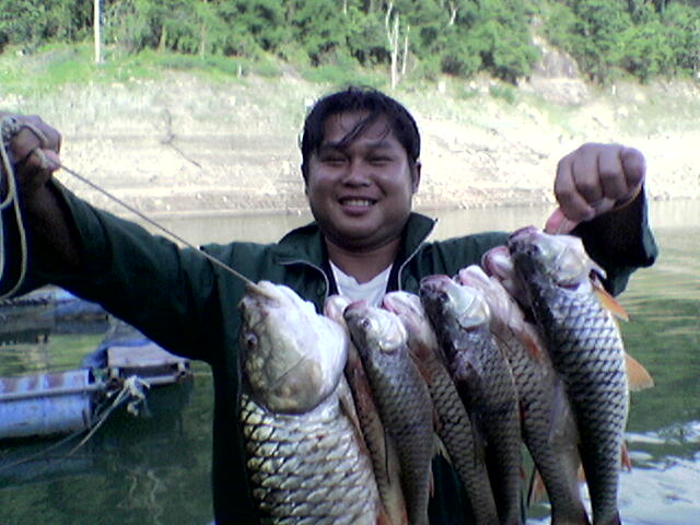 กระสูบที่เขื่อนแม่งัด เชียงใหม่