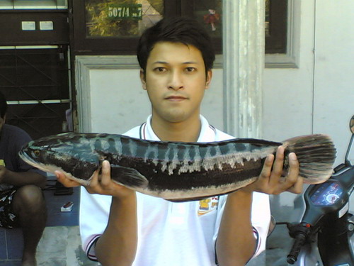 ชะโดที่ นครสวรรค์