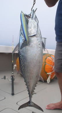 POPPING  TUNA
