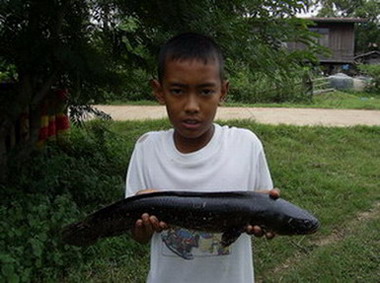 ล่าชะโด แต่เจอไอ้ช่อน