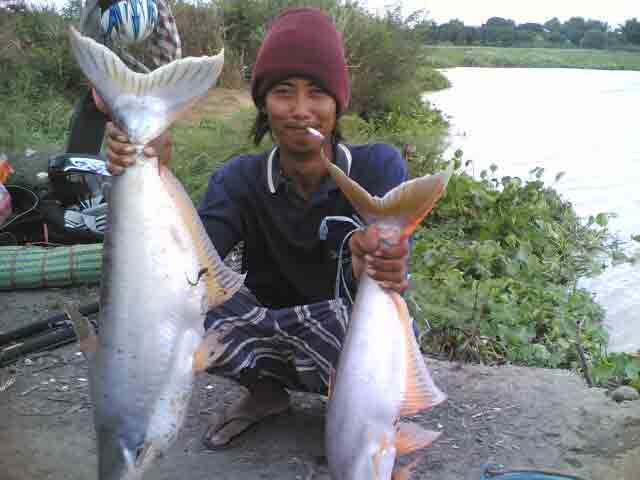 บางบาล Fishing