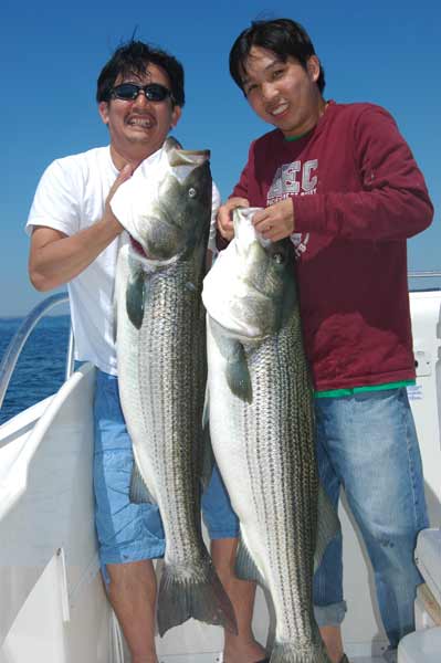 Boston 2006 Striped Bass