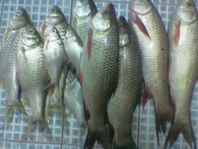 ได้นิดเดียว