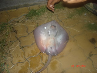 ตกปลาม้ากับสิงคะนองนา