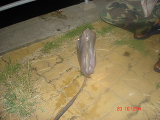 ตกปลาม้ากับสิงคะนองนา