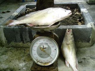 ตกปลาม้ากับสิงคะนองนา