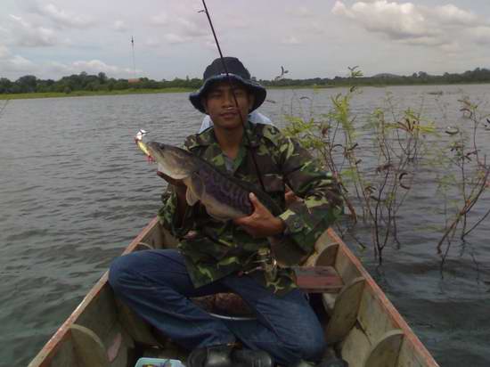 ชะโดบางพระ