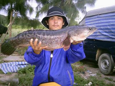 ตกชะโดหนองปลาไหลกับ noi Fishing World