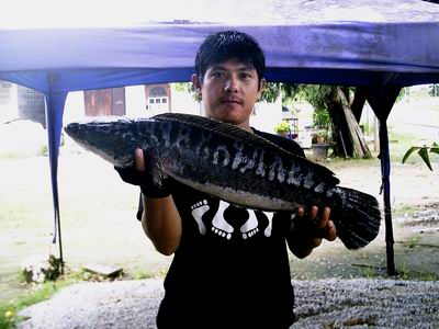 ตกชะโดหนองปลาไหลกับ noi Fishing World