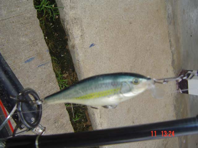 ตกปลาเค้าด้วย RAPALA2