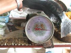 Armis 500 พิชิตชะโด