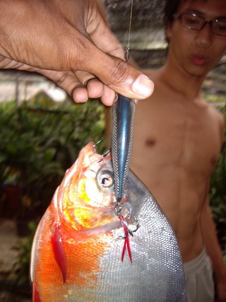 Rapala SKITTER-PROP  กับ ญาติปิรันย่า