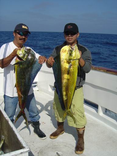 1st. dorado สวยมากๆ ต่อ