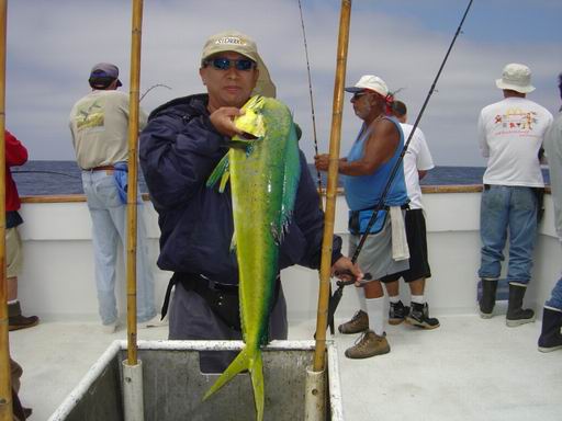 1st. dorado สวยมากๆ ต่อ