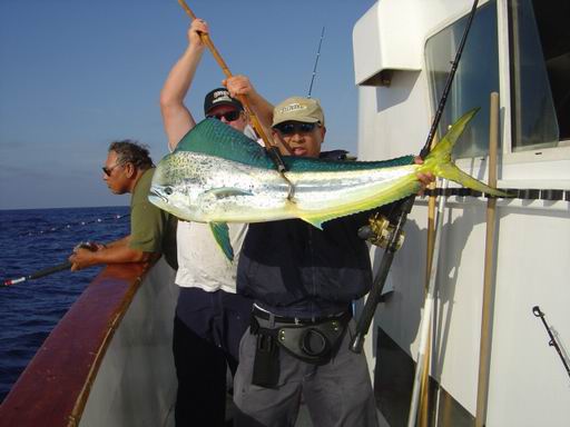1st. dorado สวยมากๆ ต่อ