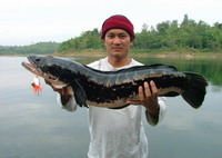 สุดสัปดาห์กับการล่าชะโด (เขื่อนศรีฯ)