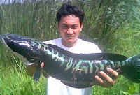 สุดสัปดาห์กับการล่าชะโด (เขื่อนศรีฯ)