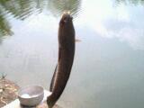 ปลาช่อนปลาชะโดกินของเล่น