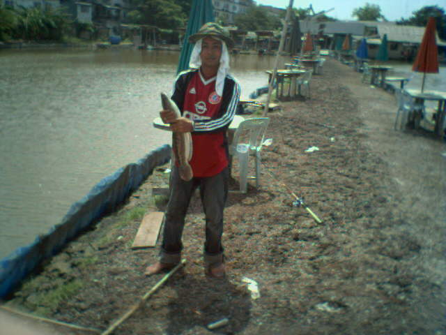 ปลาช่อนปลาชะโดกินของเล่น