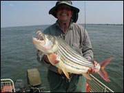Tiger Fish