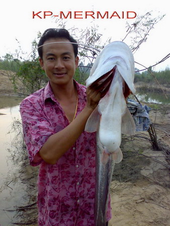 เปิดตัวแพkp mermaid ไปทะเลมาด้วย