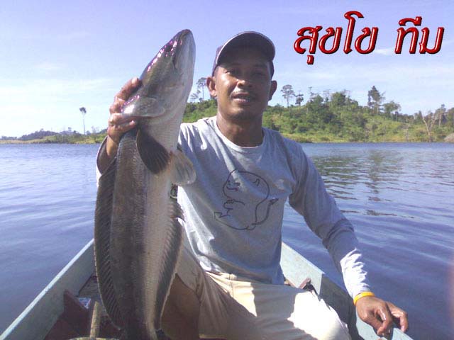 ชะโดใหญ่  ที่ไม่ใช่คอก   กับ   " สุขโข ทีม "