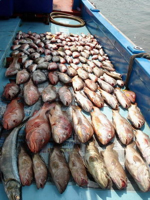 ทริปยาวๆจากเขื่อนลำปาวถึงตราด 10-14พย.49
