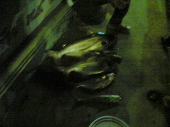 ปลาเทโพแม่น้ำน่าน (จังหวัดพิษณุโลก)