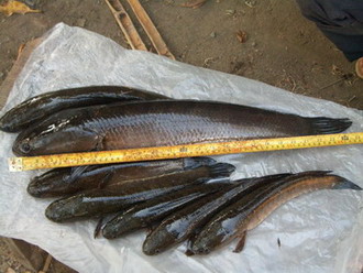 ปลาช่อน 2.4 โล กับชะโดแม่กวง