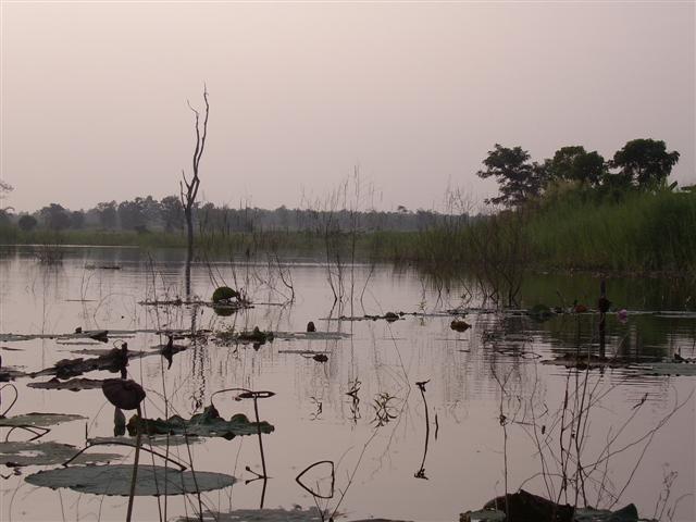 ชะโดเมืองกำแพงเพชร(ชากังราว)