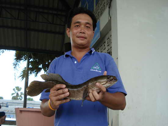 น้องใหม่หัดตี