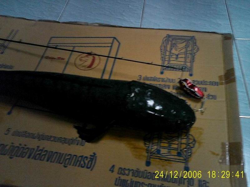 ช่อนตัวขนาดนี้มีให้เห็นไม่บ่อยนัก