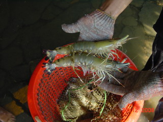 ปลาช่อนบ่อกุ้งครั้งแรกกับน้าหมอครับ....